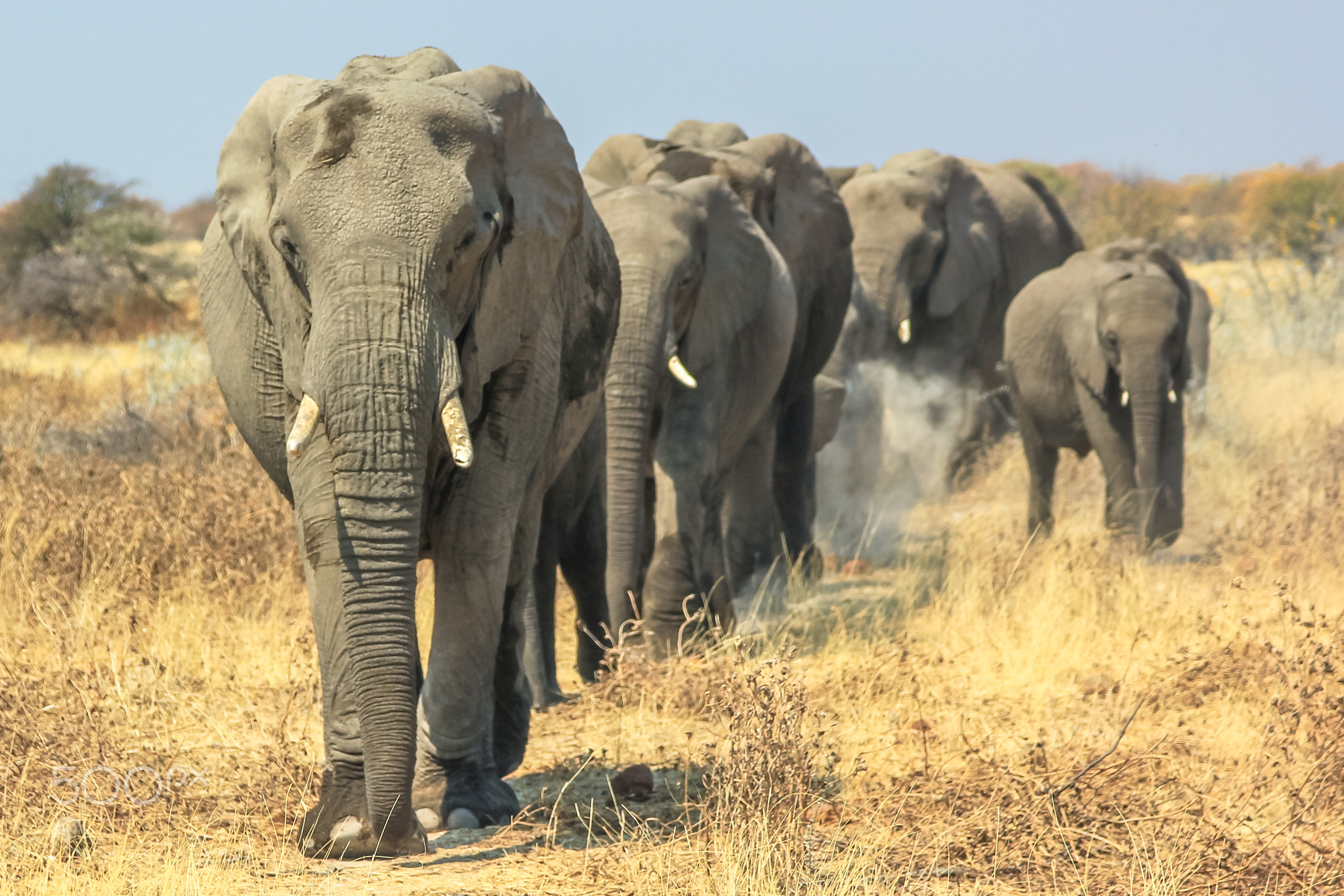 A herd of African elephants moving in Tarangire National Park Tanzania on yellow grass savanna.