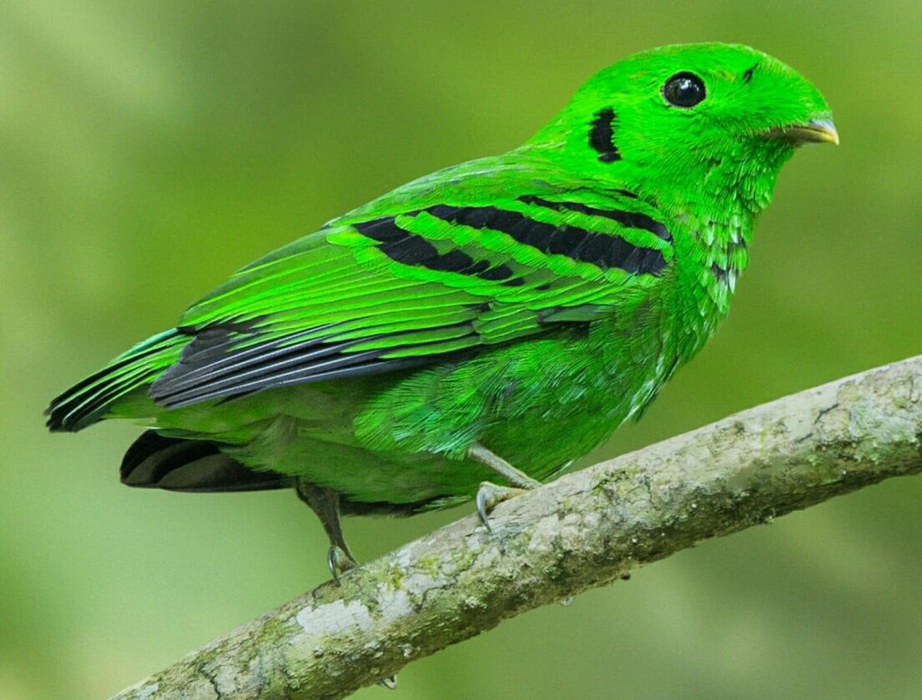 Birds-of-Uganda