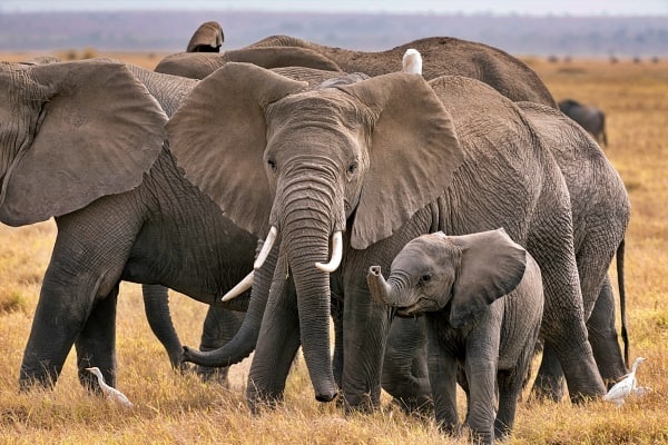 Ecovic-Tours-Travel-Uganda-29