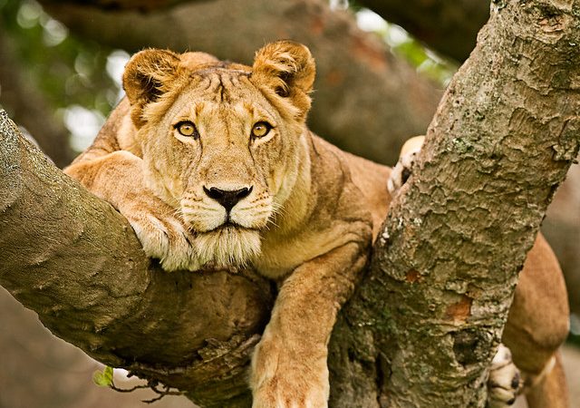 Queen-Elizabeth-National-Park-640x450
