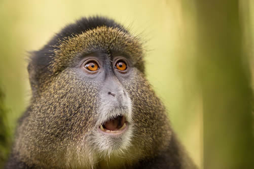 golden-monkey-trekking-1 (1)