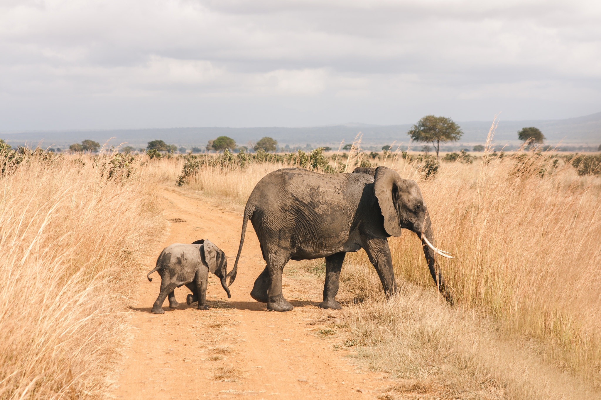 safaris-in-uganda-trips